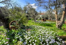 Gera's Olive Grove (Elaionas Tis Geras)