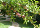 Ariadne Studios Skyros
