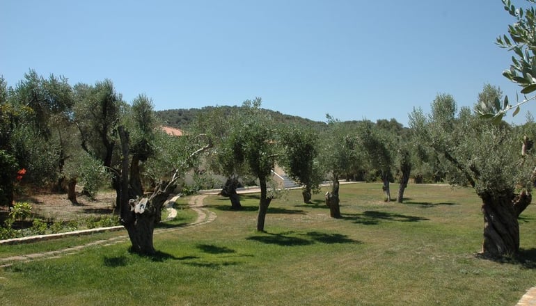 Gera's Olive Grove (Elaionas Tis Geras) - Κόλπος Γέρας, Λέσβος