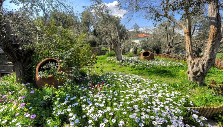 Gera's Olive Grove (Elaionas Tis Geras) - Κόλπος Γέρας, Λέσβος