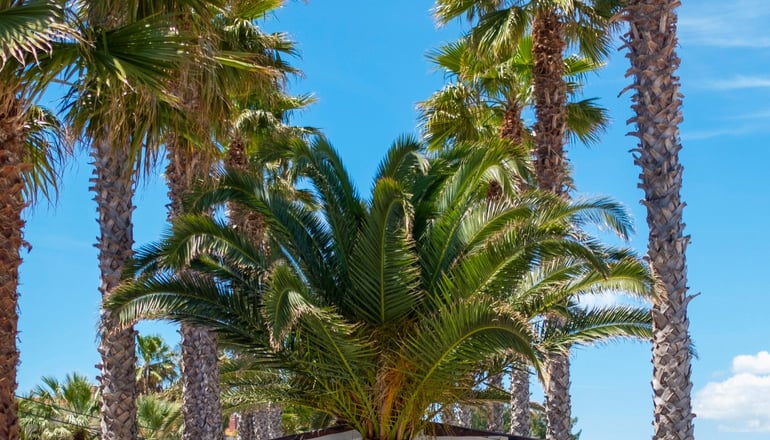Tridente Mare Luxury Apartments - Πευκοχώρι, Χαλκιδική