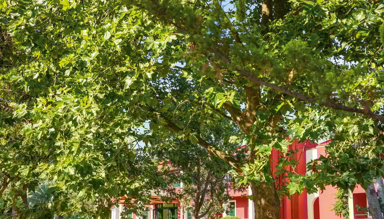 5* Grecotel LUXME Costa Botanica - Αχαράβη, Κέρκυρα