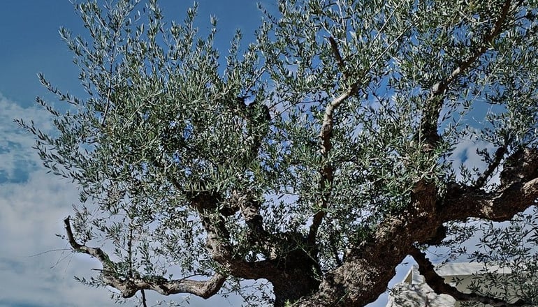 5* Camvillia Resort - Κορώνη, Μεσσηνία