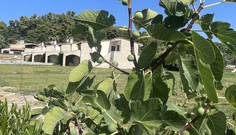 Evlogia Village by Greek Pride