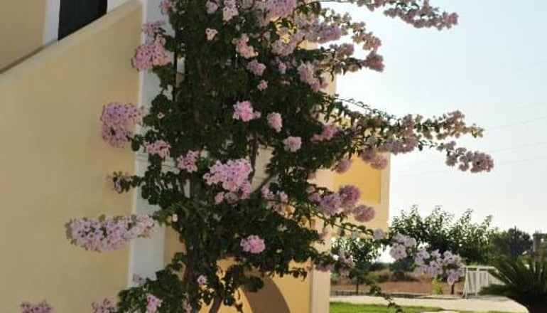 Captain's Villas - Κατελειός, Κεφαλονιά