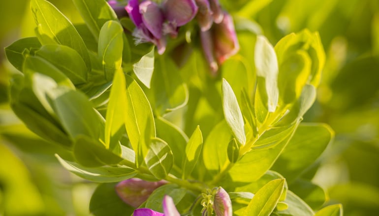 Fragoulis Village - Παράσπορος, Πάρος