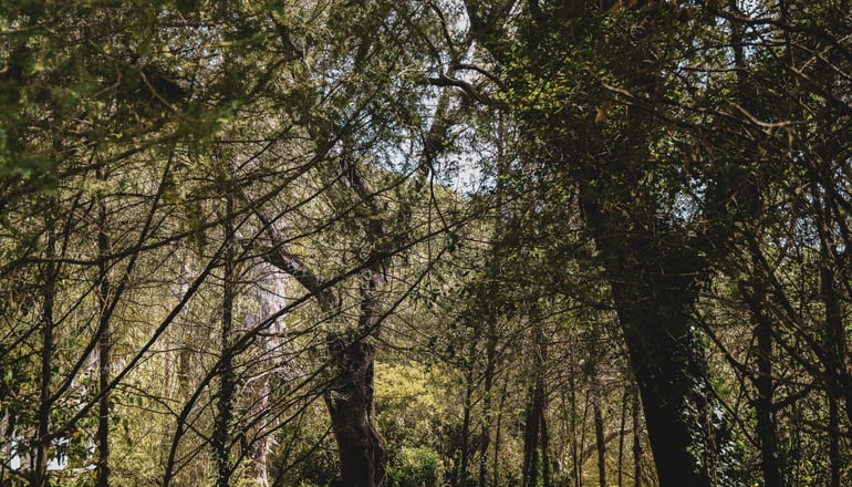 Villa Dimoulitsa - Δουκάδες, Κέρκυρα