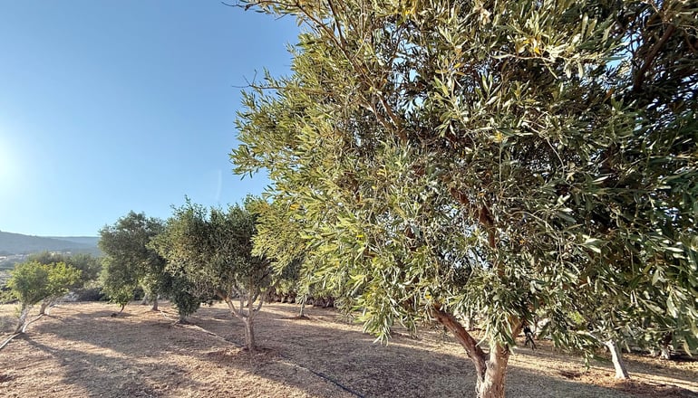 Yaleena Residences - Δρυός, Πάρος