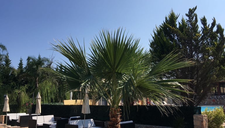 Almyra Holiday Village - Αιδηψός