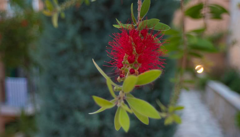 Oasis Hotel Lefkada - Περιγιάλι, Λευκάδα