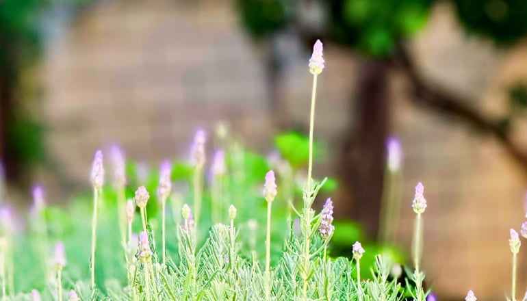 Sifakis House - Πάργα