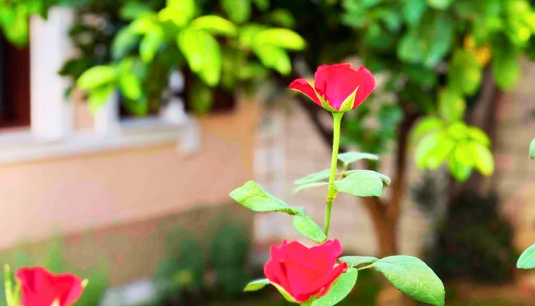 Sifakis House - Πάργα