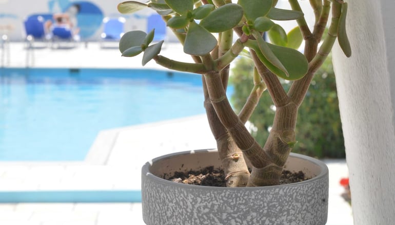 Dedalos Studios - Χώρα, Νάξος