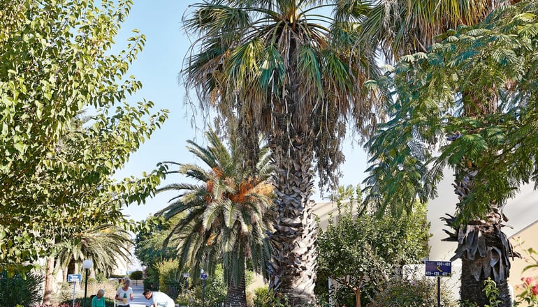 4* Grecotel Casa Paradiso - Μαρμάρι, Κως