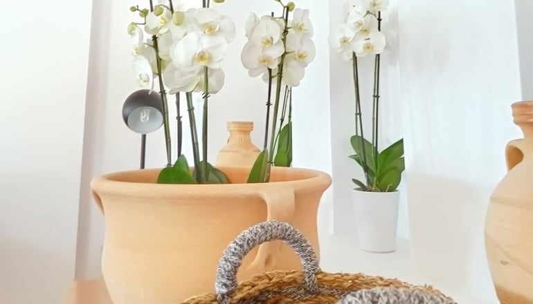 4* Grecotel Casa Paradiso - Μαρμάρι, Κως