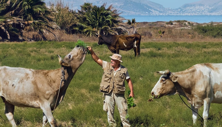 4* Grecotel Casa Paradiso - Μαρμάρι, Κως