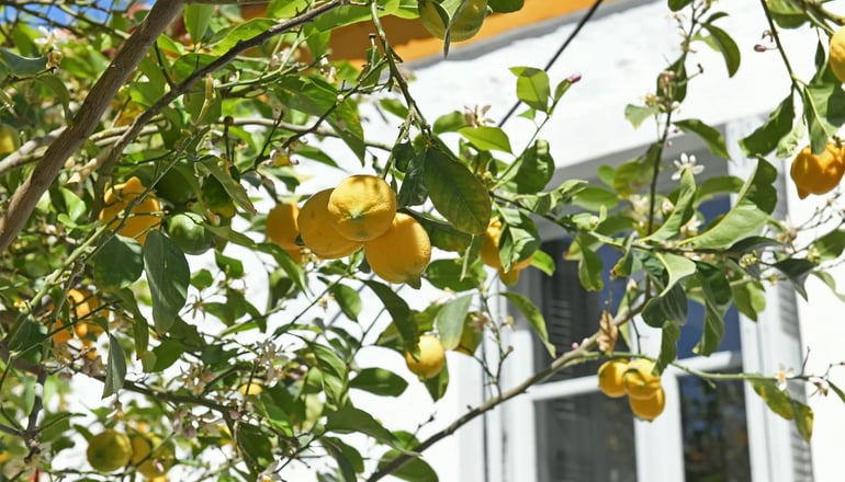 Douskos Citrus Apartments - Ύδρα