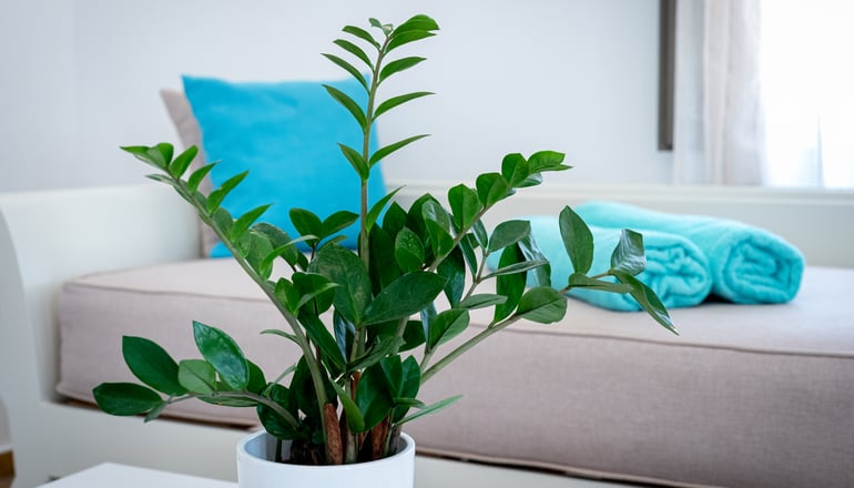 4* En Plo Boutique Suites - Οία, Σαντορίνη