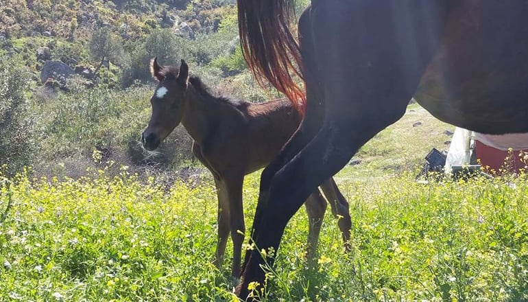 5* Elinotel Sermilia Resort - Σιθωνία, Χαλκιδική