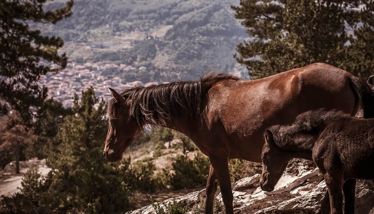 5* Grand Forest Metsovo