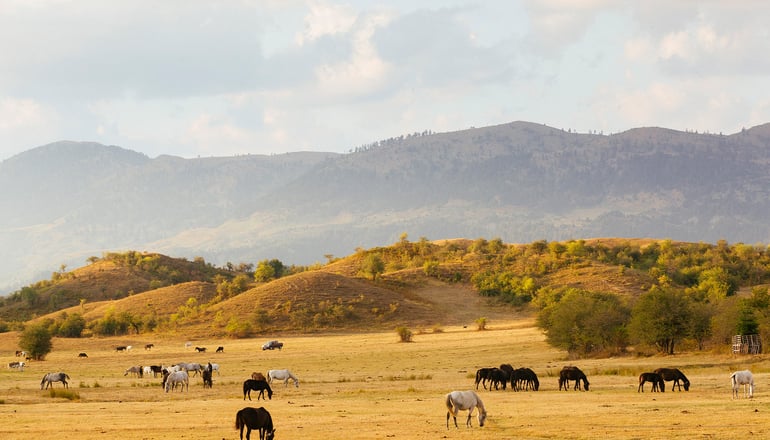 5* Grand Forest Metsovo