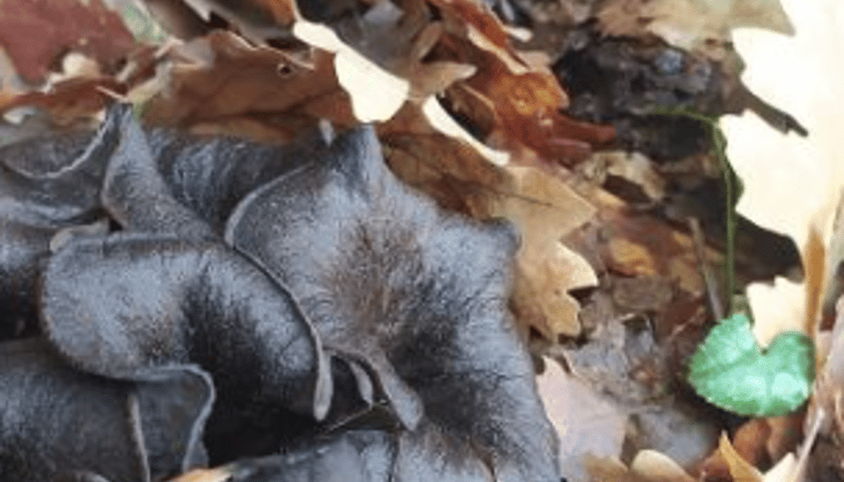 Hotel Μορφοβούνι