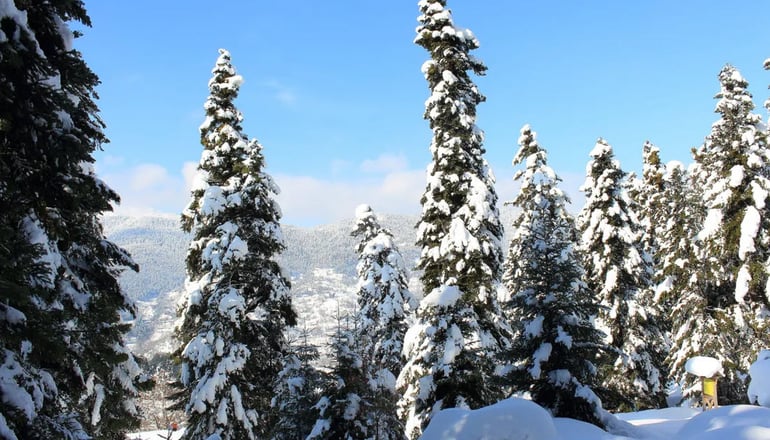 Τα Πέτρινα της Ελάτης