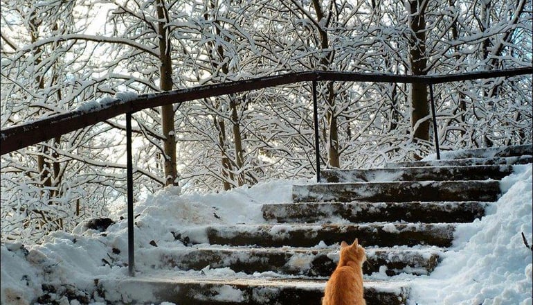 Καταφύγιο Σέλι