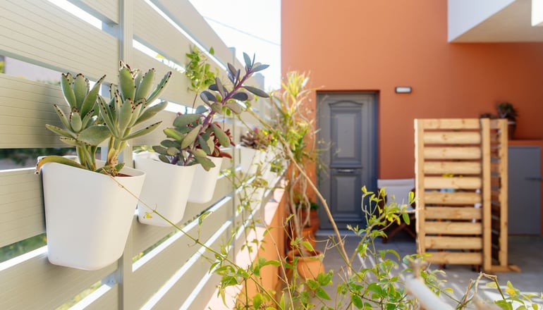 Aegina bed and culture