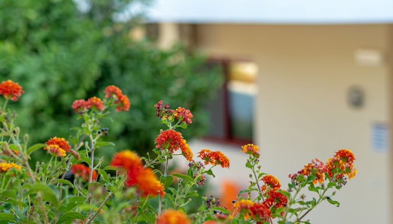 Angela Studios & Apartments Rhodes - Πεύκοι, Ρόδος