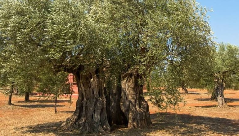 Eumelia Organic Agrotourism Farm - Γούβες, Λακωνία