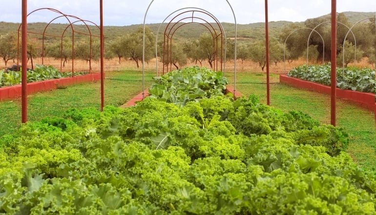 Eumelia Organic Agrotourism Farm - Γούβες, Λακωνία