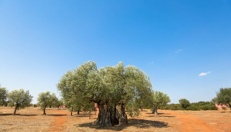 Eumelia Organic Agrotourism Farm - Γούβες, Λακωνία