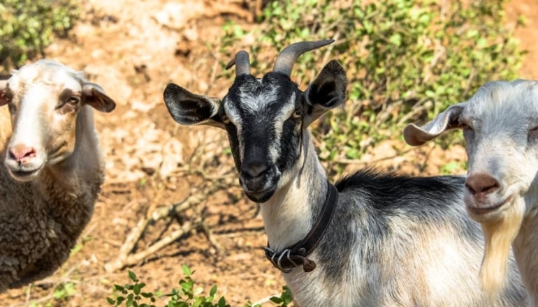 Eumelia Organic Agrotourism Farm - Γούβες, Λακωνία