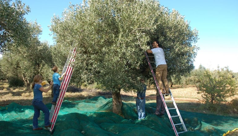Eumelia Organic Agrotourism Farm - Γούβες, Λακωνία