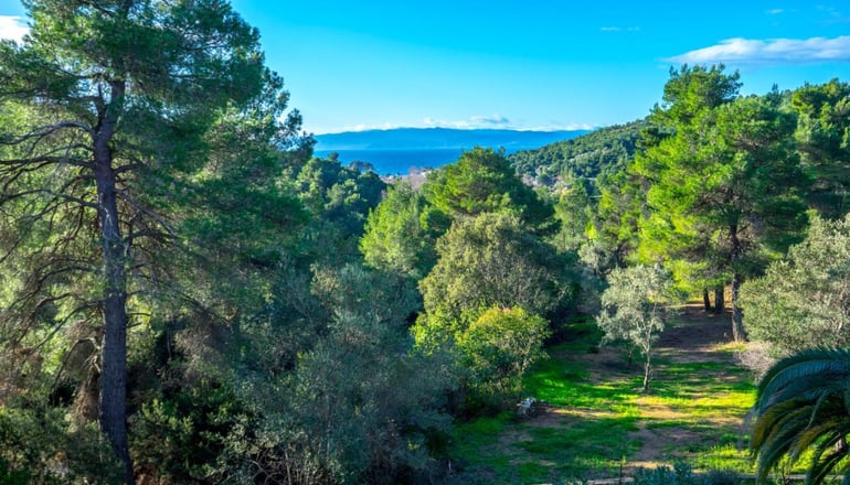 Forest Resort Suites - Tρούλος, Σκιάθος