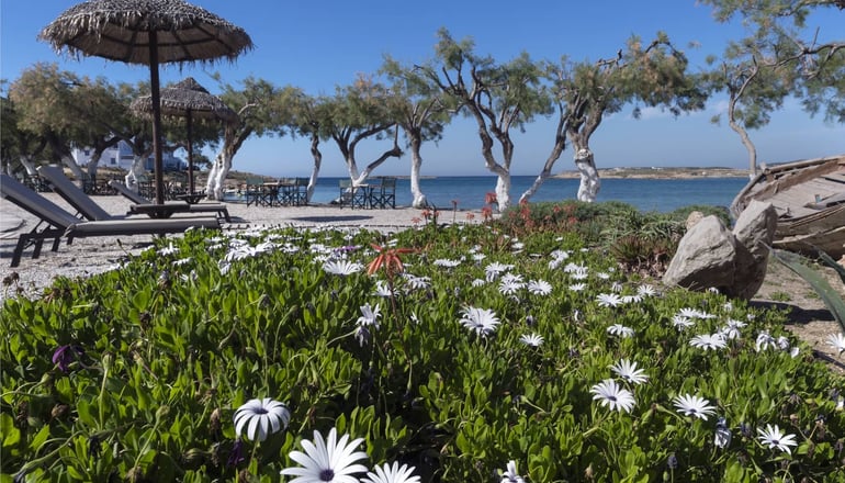 Kalypso Hotel & Villas - Νάουσα, Πάρος