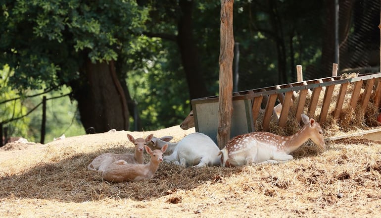 Hotel Nemesis - Σταυρούπολη, Ξάνθη