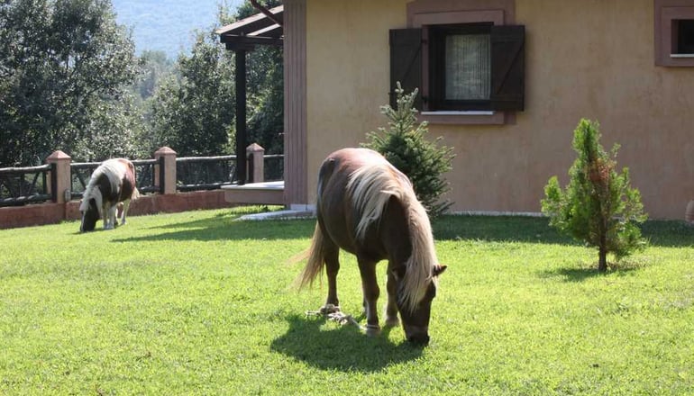 Hotel Nemesis - Σταυρούπολη, Ξάνθη