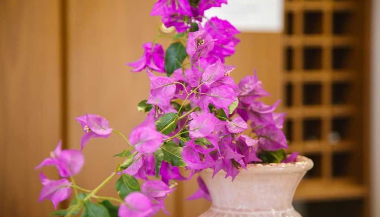 Ionion Hotel - Νικιάνα, Λευκάδα