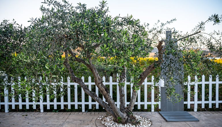 Leonidas Resort - Ερμιόνη, Αργολίδα