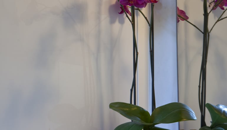 Olive Trees Garden - Ληξούρι, Κεφαλονιά