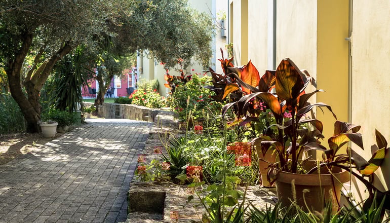 Olive Trees Garden - Ληξούρι, Κεφαλονιά