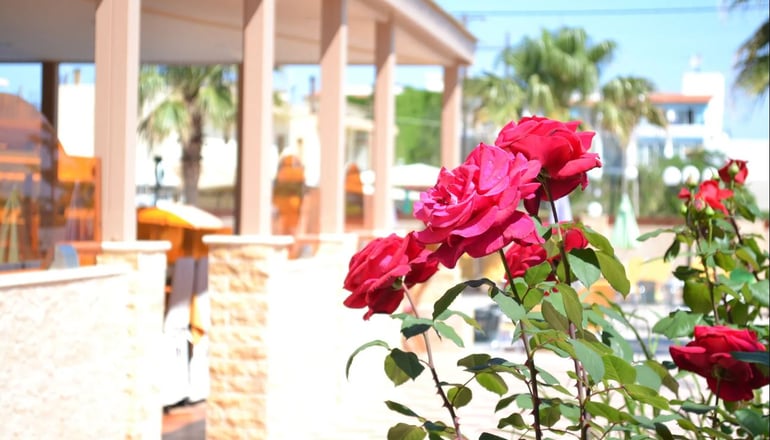 Palladion Hotel Rethymno - Αδελιανός Κάμπος, Ρέθυμνο, Κρήτη