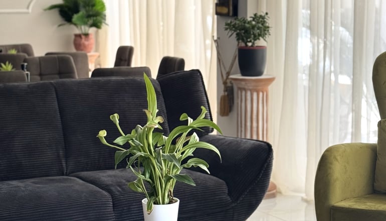 Posidon Studios - Λουτρά Αιδηψού