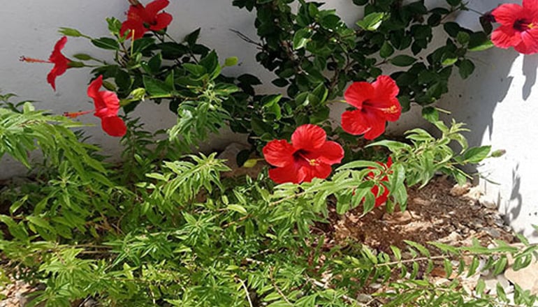 Solaris Hotel - Φολέγανδρος