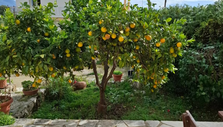 Sunrise Inn Hotel - Κουντουράτα, Κεφαλονιά